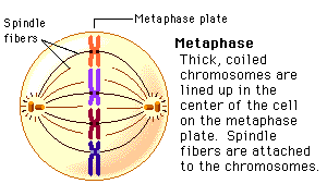 metaphase 2