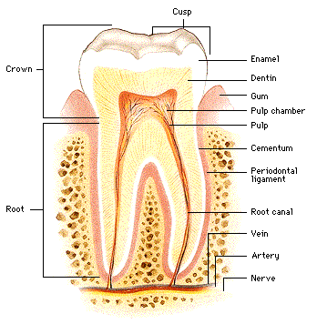 Tooth Parts1