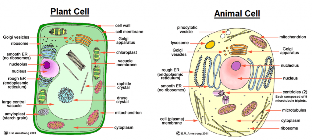 difference between animal cell and plant cell