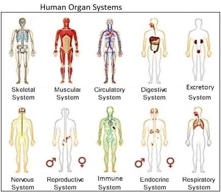 humanorgansystems