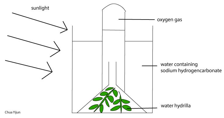 oxygen production