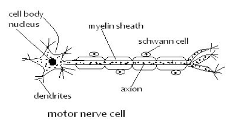 motor nerve cell