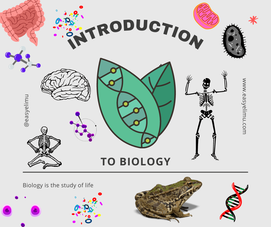 biology essay easy elimu