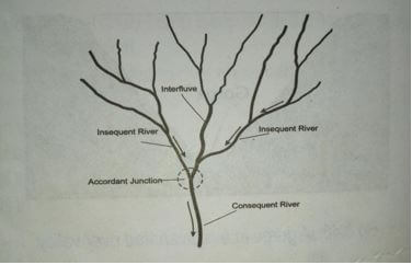 dendritic uygz