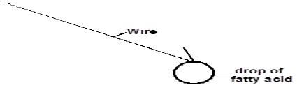 phys 1 fatty acide