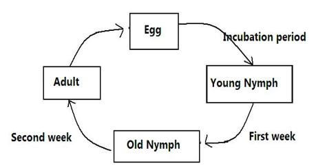 life cycle of a cockroach uyfa
