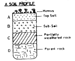 soil profile