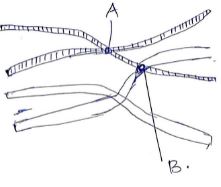 BioF4OpT122P1q19