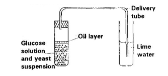 4BIO4