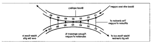 BIO11SNARE