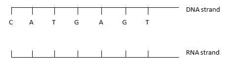 BIO17HUT