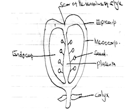 BIO1AEWE