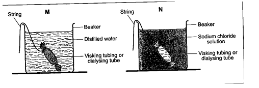 BIO7SNARE