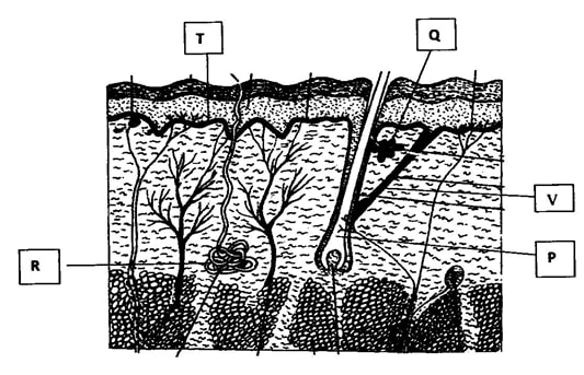 BIOP2Q1.jpg