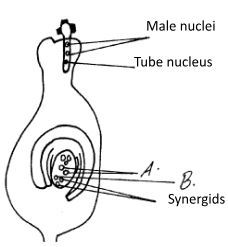 Form3BIOLOGYT3OP12023Q26