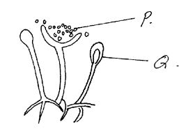 Form3BIOLOGYT3OP12023Q31