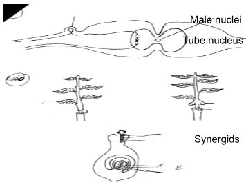 Form3BIOLOGYT3OP12023Q32