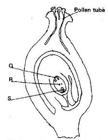 Form3BIOLOGYT3OP12023Q35