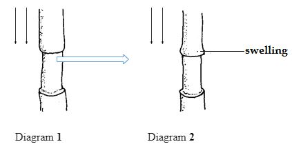 Form3BIOLOGYT3OP12023Q6a