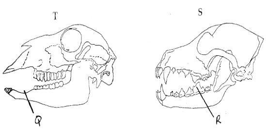 Form3BiologyT3OE2023Q11