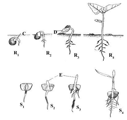 Form3BiologyT3OE2023Q12