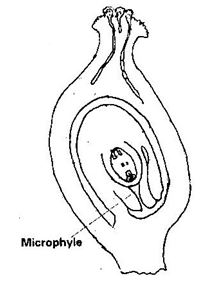 Form3BiologyT3OE2023Q5