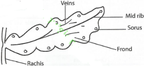 Biology pp3 KCSE 2020