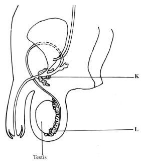 BIO 3 KH