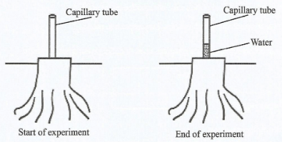 KCSE2021P1BioQ20