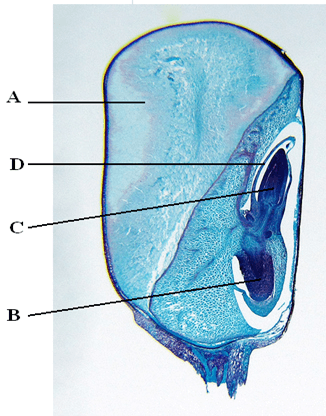 bi1