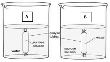 BioMocksQ2