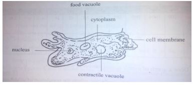 PhysicsMocksQ51