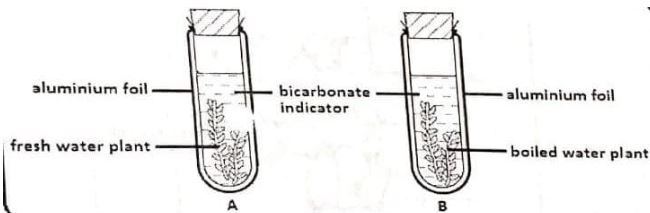 BiologymocksQ1