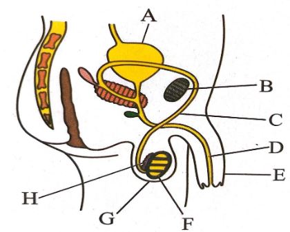 ChemMocks2023Q31