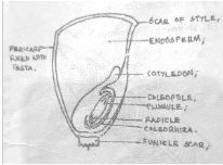 Biop3qa1c