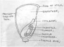 Biop3qa1c