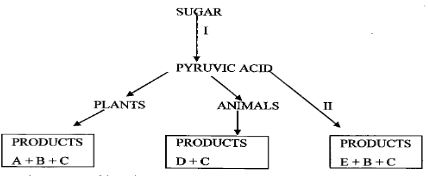 Biop1q09