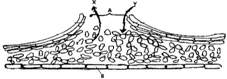 Biop2q04