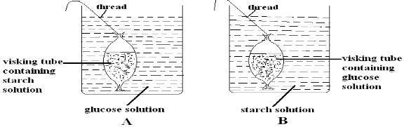 Biop2q05