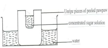 BioPstMp2Q5