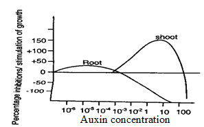 auxin concentration.png