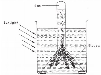 photosynthesis kcse 2008