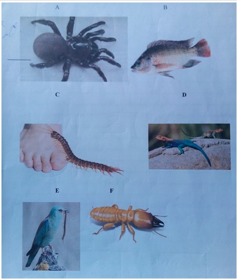 bio3 q1 qsns