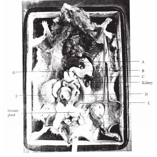 digestivee system kcse 2008