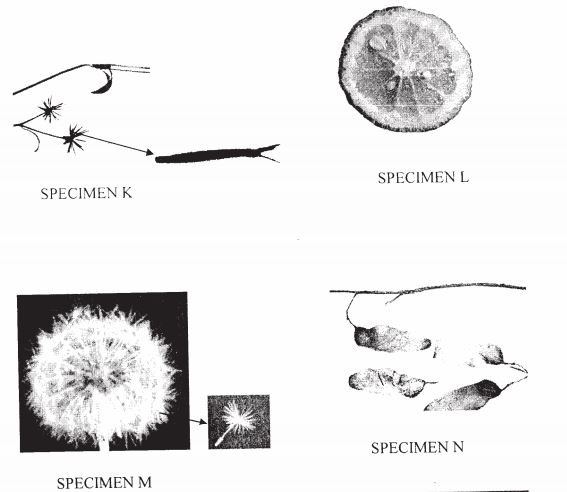 fruits and seed dispersal kcse 3008