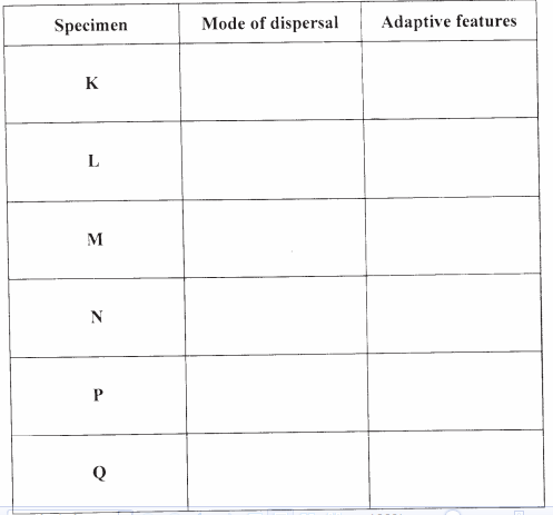 seed dispersal kcse2008