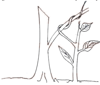 biokcse13q22