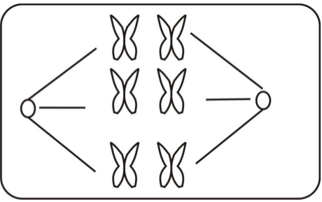 celldivision