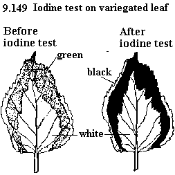 variagated leaf