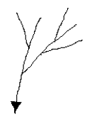 dendtritic.PNG